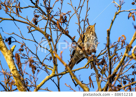 Mistle thrush, Turdus viscivorus, single bird by water, Rijkevorsel, Belgium, March 2022 Mistle thrush, Turdus viscivorus, single bird by water, Rijkevorsel, Belgium, March 2022 88651218