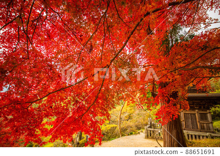 Autumn Shinshu Aoki Village Autumn Leaves Daihoji National Treasure Triple Pagoda Autumn Shinshu Aoki Village Autumn Leaves Daihoji National Treasure Triple Pagoda 88651691