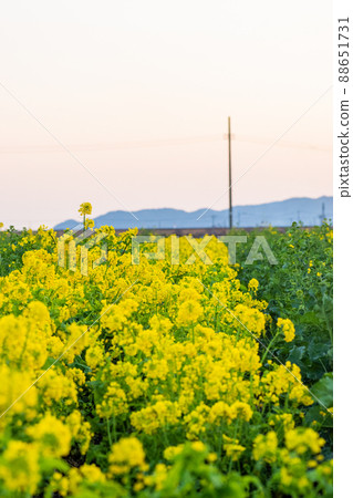 強姦開花 強姦開花 88651731
