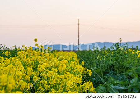 強姦開花 強姦開花 88651732