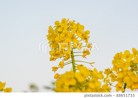 強姦開花 強姦開花 88651733