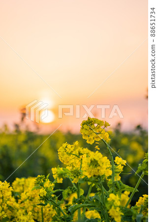 Rape blossoms Rape blossoms 88651734