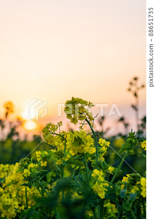 強姦開花 強姦開花 88651735
