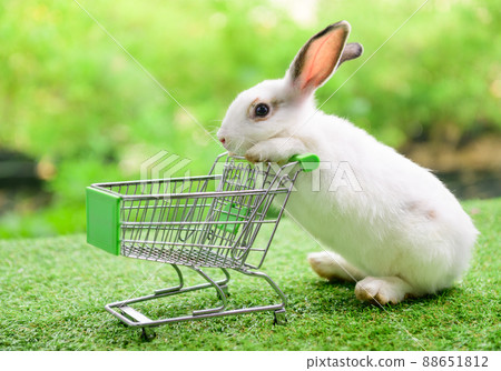 Rabbit with empty shopping cart on green bokeh background 88651812