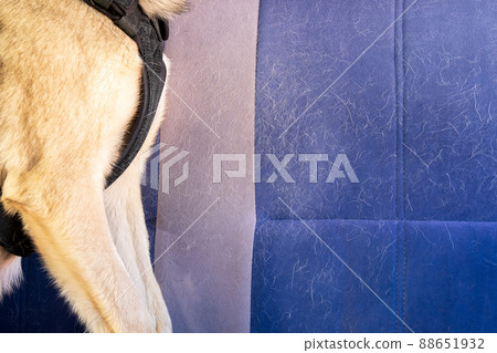 Wool, dog hair, on furniture, car seat. Pet care and pet grooming Wool, dog hair, on furniture, car seat. Pet care and pet grooming 88651932
