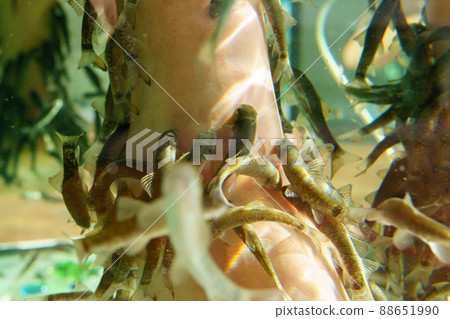 Fish Spa pedicure Rufa Garra treatment. Legs and fish in blue water. Woman legs. Selective focus Fish Spa pedicure Rufa Garra treatment. Legs and fish in blue water. Woman legs. Selective focus 88651990