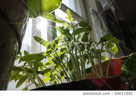 Seedling of tomato which is in the plastic pot. Gardening of young plant. Selective focus Seedling of tomato which is in the plastic pot. Gardening of young plant. Selective focus 88651992