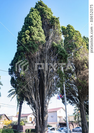 Tall trees with green foliage on the side of the resort town. Tall trees with green foliage on the side of the resort town. 88652075