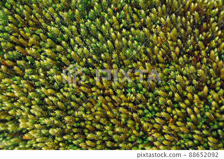 Green moss texture. Beautiful natural background. Top view. Use for interior layouts. Soft focus. Green moss texture. Beautiful natural background. Top view. Use for interior layouts. Soft focus. 88652092
