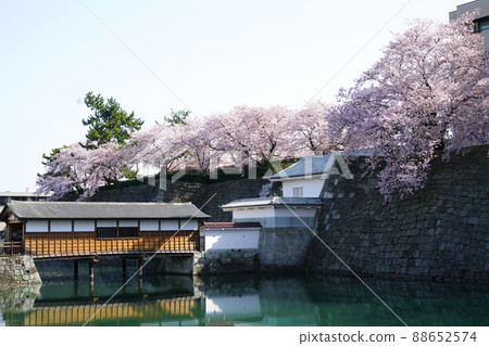 春天的花朵櫻花福井城遺址染井吉野 88652574