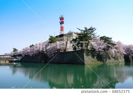 Spring flowers Sakura Fukui Castle Ruins Somei Yoshino Spring flowers Sakura Fukui Castle Ruins Somei Yoshino 88652575