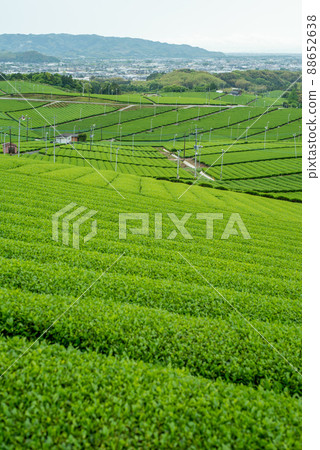 A large tea garden famous for Gyokuro in Yame City, Fukuoka Prefecture A large tea garden famous for Gyokuro in Yame City, Fukuoka Prefecture 88652638