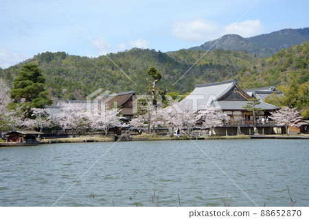 Spring Osawa Pond, Daikakuji Temple, Ukyo-ku, Kyoto Spring Osawa Pond, Daikakuji Temple, Ukyo-ku, Kyoto 88652870