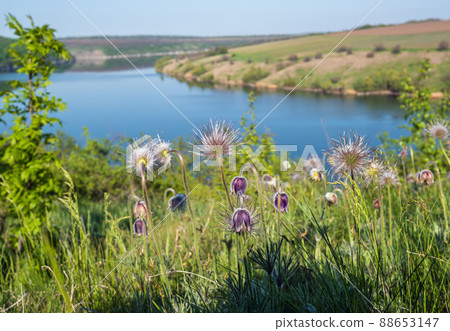 Amazing spring view on the Dnister River Canyon with Pulsatilla patens or Prairie Crocus or Pasque flower flowers. This place named Shyshkovi Gorby, Nahoriany, Chernivtsi region, Ukraine. Amazing spring view on the Dnister River Canyon with Pulsatilla patens or Prairie Crocus or Pasque flower flowers. This place named Shyshkovi Gorby, Nahoriany, Chernivtsi region, Ukraine. 88653147