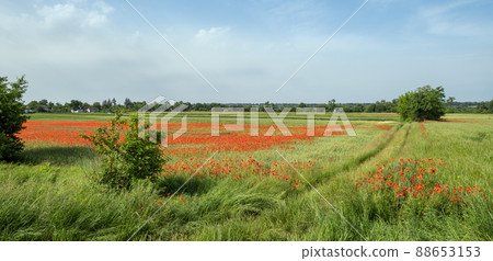 Wheat field and red poppy flowers, Ukraine 88653153