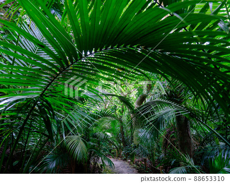 Jungle Road 88653310