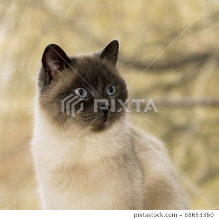 portrait closeup blue-point of a Scottish straight cat 88653360