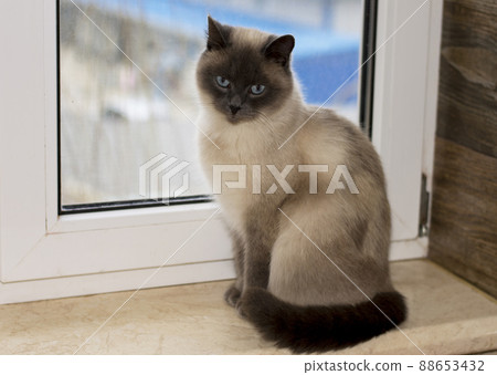beautiful white-colored British cat is sitting on the windowsill beautiful white-colored British cat is sitting on the windowsill 88653432
