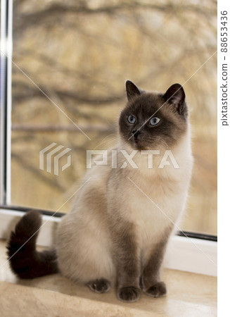 beautiful white-colored British cat at the window beautiful white-colored British cat at the window 88653436