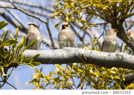 Hirenjak棲息在樹枝上 88653585