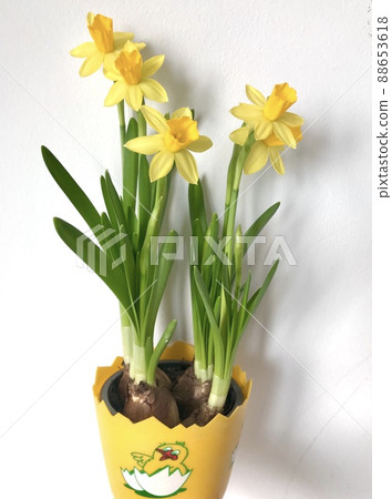 Narcissus planted in an egg-shaped pot 88653618