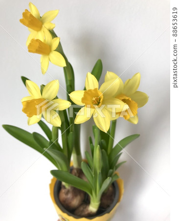 Yellow Daffodil 88653619