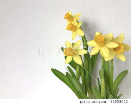 Narcissus and copy space 88653622
