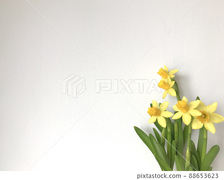 Narcissus and copy space 88653623