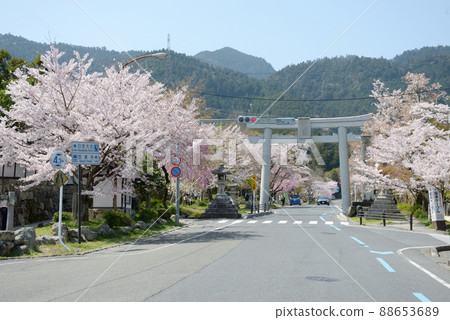 Spring Hiyoshi Taisha Sakura and Otorii on the approach to Sakamoto, Otsu City, Shiga Prefecture 88653689