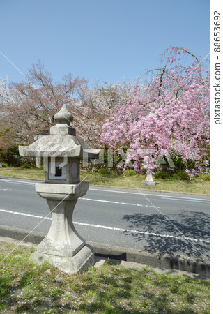 滋賀縣大津市坂本的春天日吉大社櫻花和石燈籠 88653692