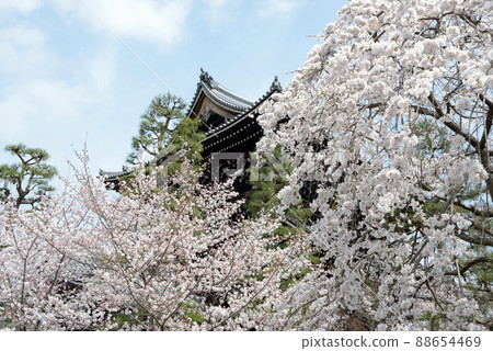 Spring Konkai Komyoji Sanmon, 黑谷, 左京區, 京都 Spring Konkai Komyoji Sanmon, 黑谷, 左京區, 京都 88654469