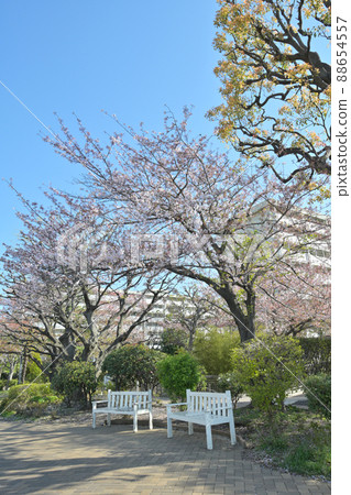 東京越中島公園的櫻花景色 88654557