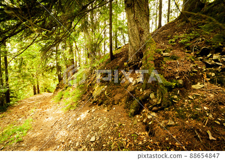 A footpath along a dirt road cut through a dense deciduous forest with trees baring their roots in the area of the Carpathian Mountains above Kamyanka Mountain, Synevir pass. Ukraine. 88654847