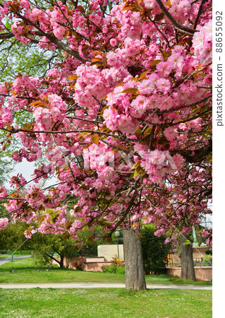 Paris, France. Cherry blossoms blooming in the Trocadero Gardens. Taken on March 28, 2022. 88655092