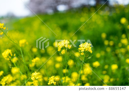 Rape blossoms in Binnuma Nature Park, Fujimi City, Saitama Prefecture Rape blossoms in Binnuma Nature Park, Fujimi City, Saitama Prefecture 88655147