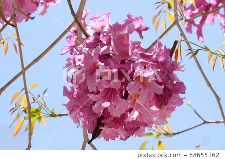 Flowering tree of Handroanthus impetiginosus (lat.Tabebuia impetiginosa) 88655162