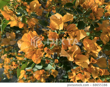 Ornamental shrub or Bougainvillea tree (Latin - Bougainvillea) Ornamental shrub or Bougainvillea tree (Latin - Bougainvillea) 88655166
