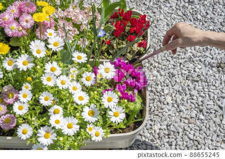 Spring gardening group planting replanting Spring gardening group planting replanting 88655245