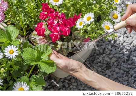 Spring gardening group planting replanting 88655252