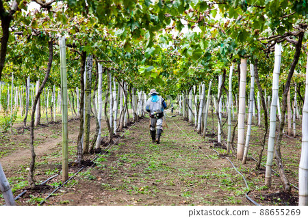 View of a grapes cultivation at the region of Valle del Cauca in Colombia 88655269