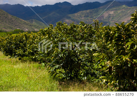 View of a soursop cultivation and the majestic mountains at the region of Valle del Cauca in Colombia View of a soursop cultivation and the majestic mountains at the region of Valle del Cauca in Colombia 88655270