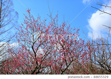 梅花八朵黃雲 梅花八朵黃雲 88655329