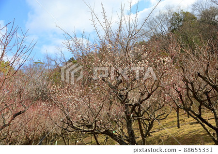 白花花 88655331