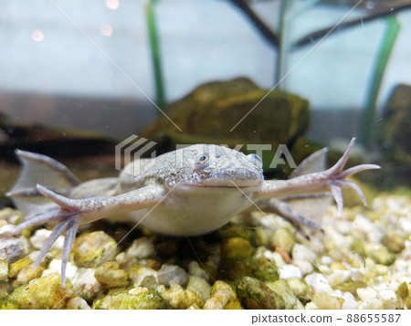 Xenopus laevis 88655587