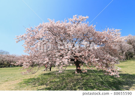 公園櫻花，櫻花樹，盛開的櫻花，櫻花，櫻花 88655590