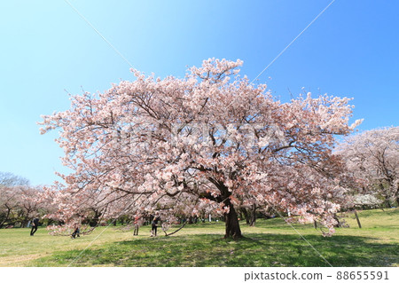 Park cherry blossoms, cherry blossom trees, cherry blossoms in full bloom, cherry blossoms, cherry blossoms 88655591