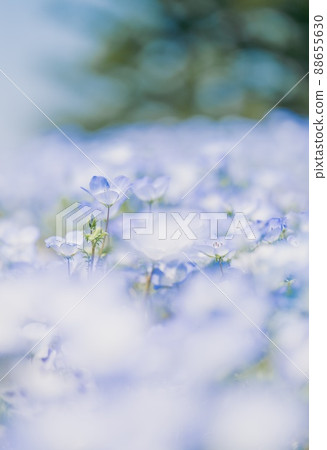 [Spring] Nemophila flower film style vertical 88655630