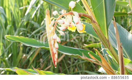 Drops on shell ginger flowers 88655635