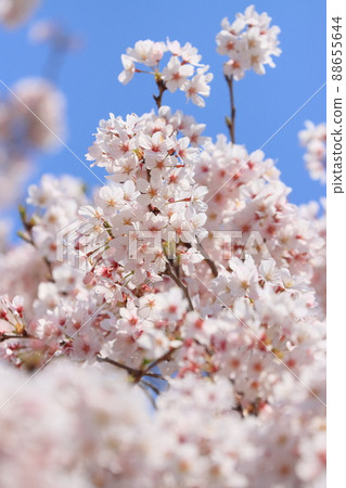 Cherry blossoms in full bloom, fluffy cherry blossoms, cherry blossoms, spring image 88655644