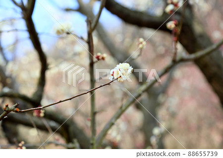 梅花虎尾 88655739